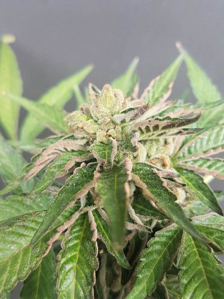 Karma Genetics Double Funk regulérní semena