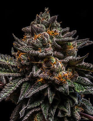 Ripper Seeds Braincake feminizované semeno