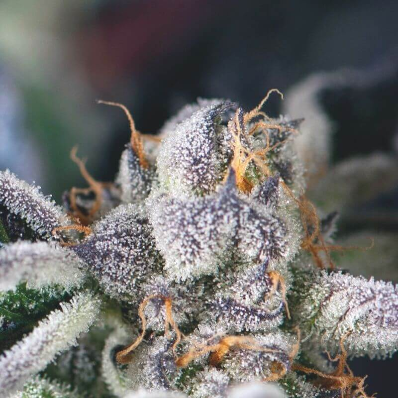 Pyramid Seeds Cookies USA feminizovaná semena