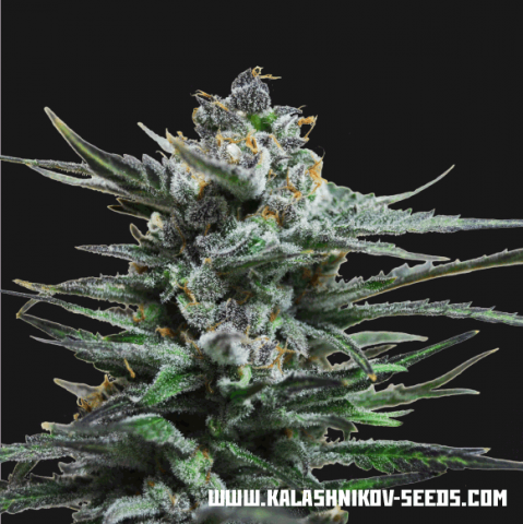 Kalashnikov Seeds Blue Acid Auto samonakvétací semena