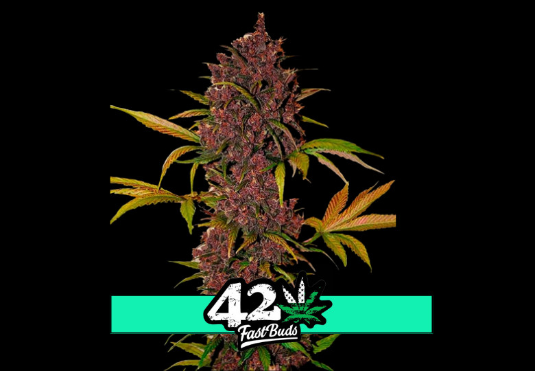 LSD-25 Auto - samonakvétací semena marihuany 3 ks Fast Buds