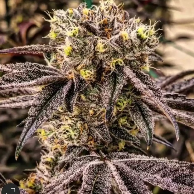Ethos Genetics M.C. Nuggets R1 feminizovaná semena, 5 ks