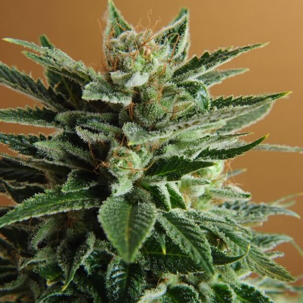 Nirvana Seeds Snow White feminizovaná semena