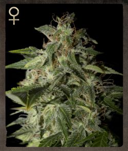 Strain Hunters Afgooey feminizovaná semena