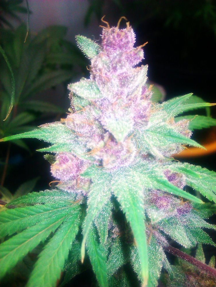 Cali Connection Grape Kush feminizovaná semena