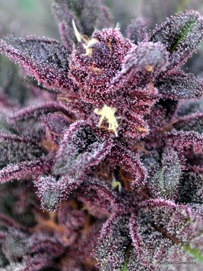 Norstar Genetics Big City Lights regulérní semena