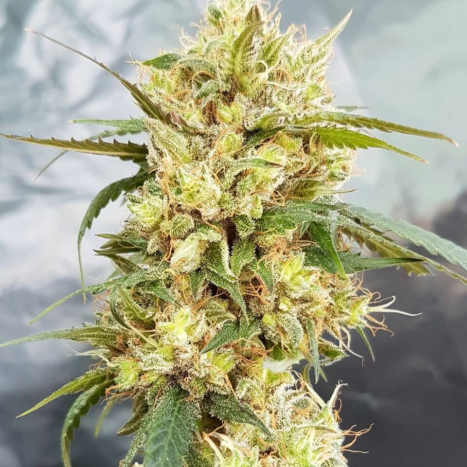 Garden Of Green Sour Tangie feminizovaná semena