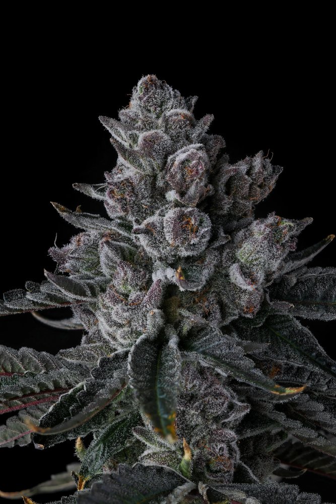 Paradise Seeds x Compound Genetics Old Money feminizovaná semena, 7 ks
