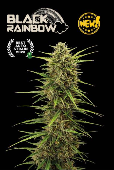 Seedstockers Black Rainbow Auto samonakvétací semena