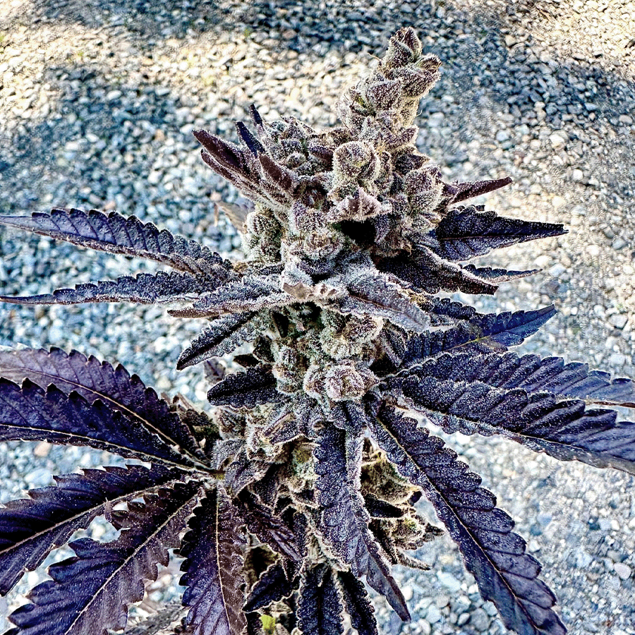 Exotic Genetix Cosmopolis feminizovaná semena