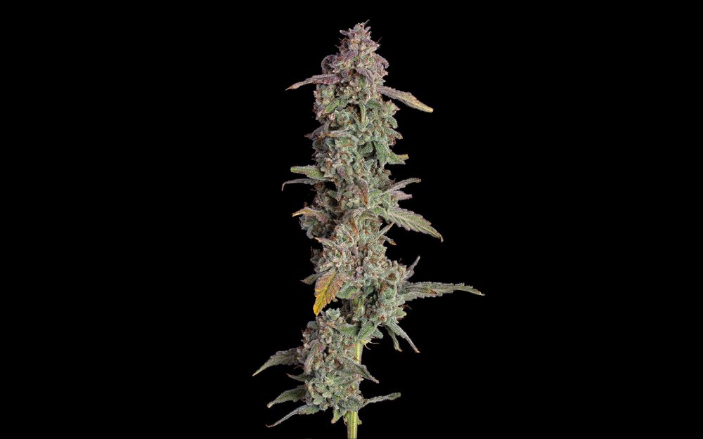 Happy Valley Oh My Thai Auto autoflowering semena