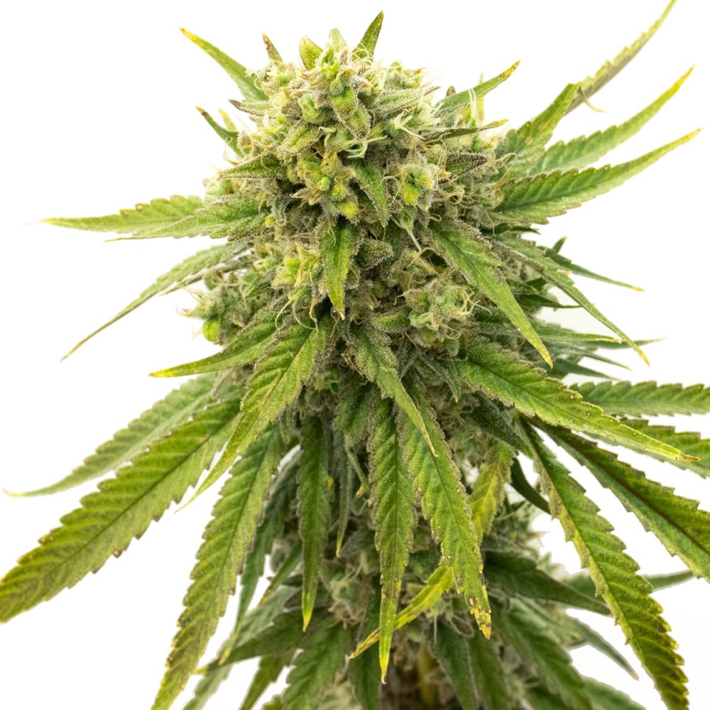 BlimBurn Seeds Skywalker OG feminizovaná semena, 8 ks