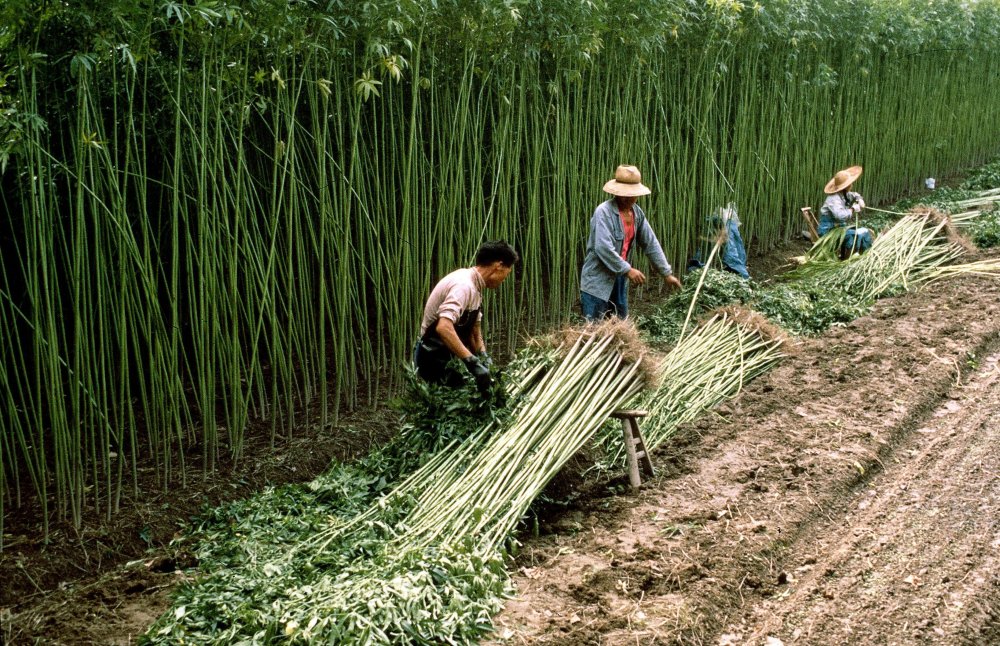 Pestovanie konopy v Číne
