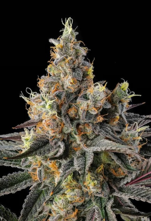 Paradise Seeds x Compound Genetics Tostones feminizovaná semena, 3 ks