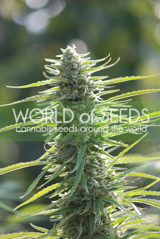 World of Seeds Colombian Gold regulérní semena