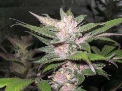 Cali Connection Purple Chem feminizovaná semena