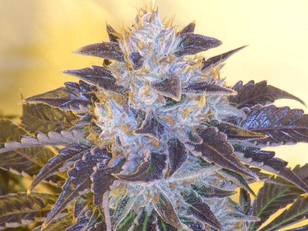 Cali Connection Grape OG feminizovaná semena