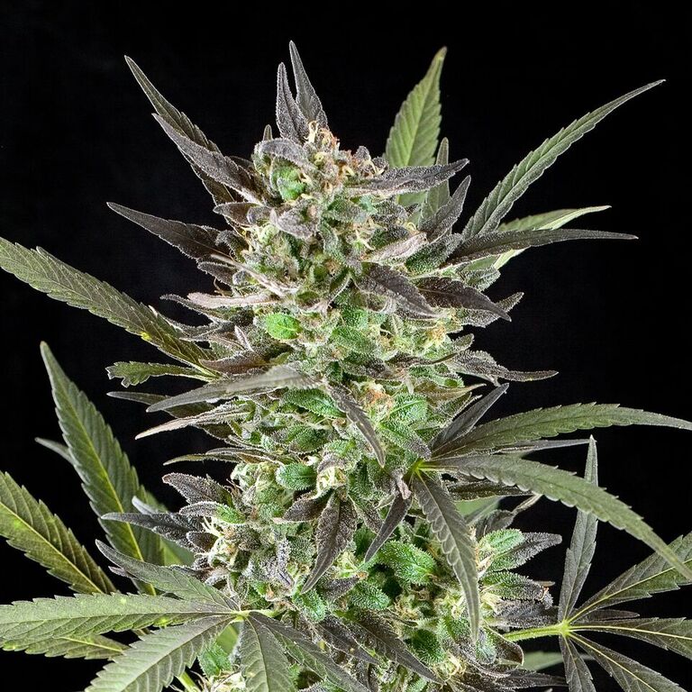 G13 Labs Blue Venom feminizovaná semena