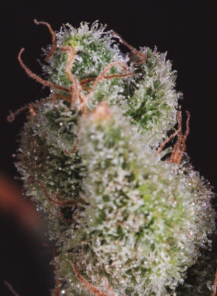 Super CBDx Cheese x CBDX feminizovaná semena