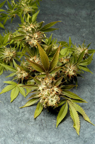 Delta 9 Labs F.O.G. Fruit of the Gods regulérní semena