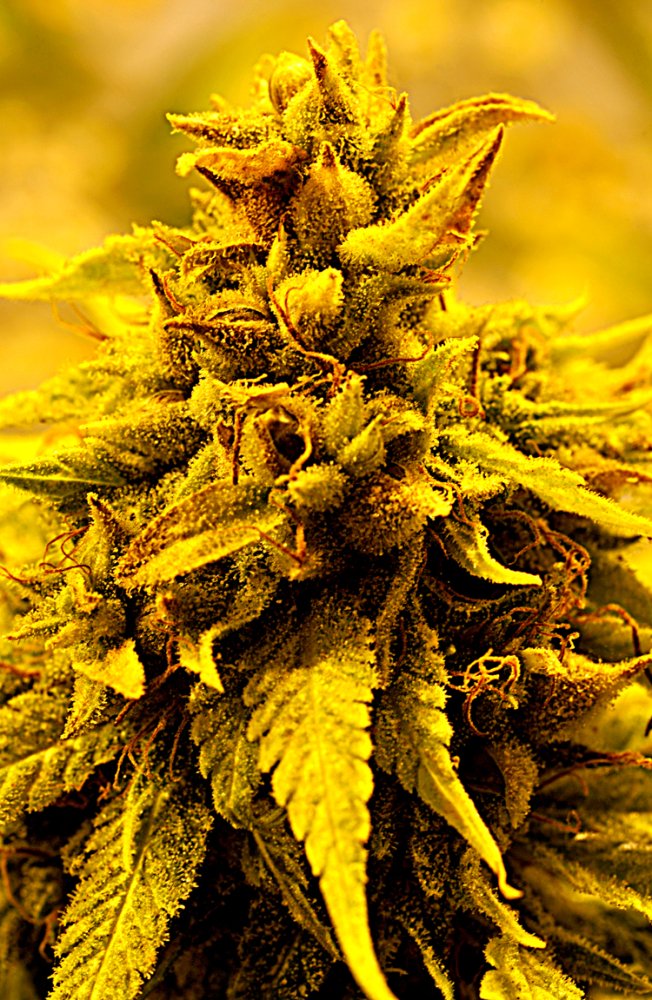 Delta 9 Labs Kopasetic Kush feminizovaná semena