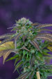 Subcool Seeds Alchemy regulérní semena