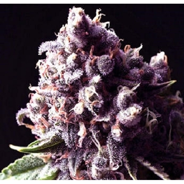 Sagarmatha Seeds Purple Pinecone feminizovaná semena