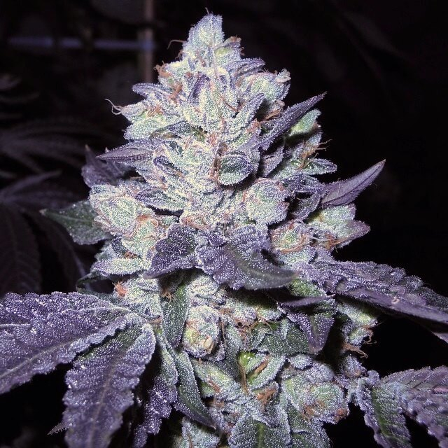 Divine Genetics Bubba Cookies feminizovaná semena