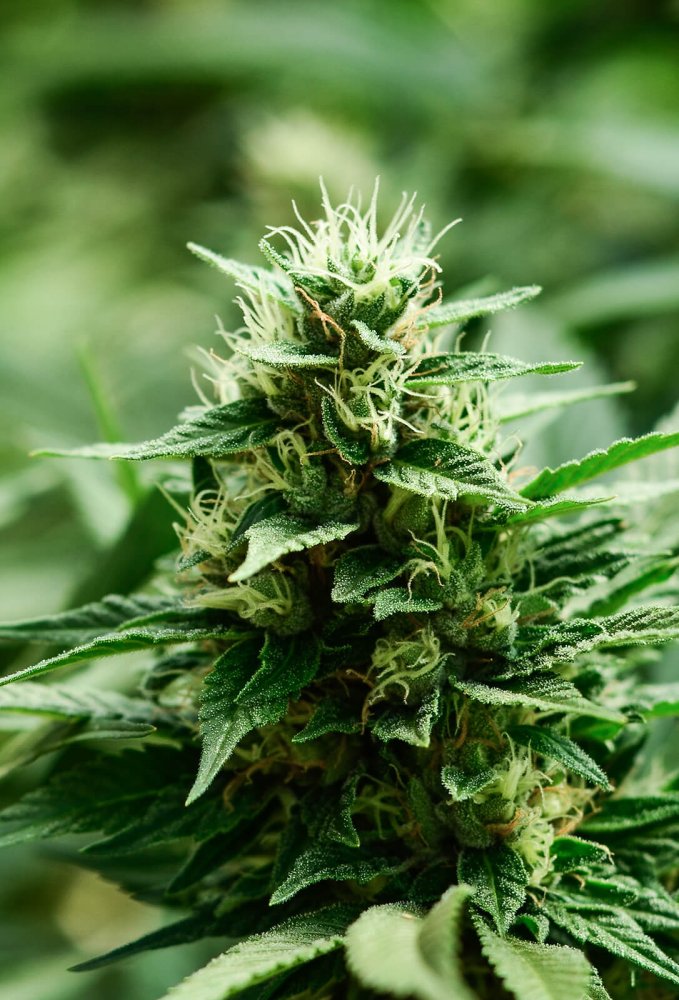 Super Strains Mexican Candy feminizovaná semena