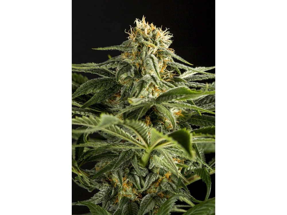 Dinafem California Hash Plant feminizovaná semena