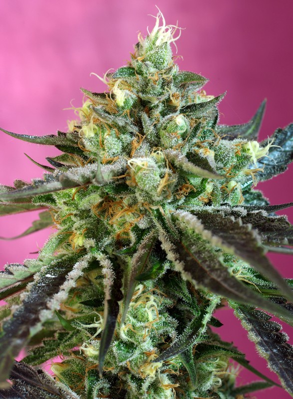 Sweet Seeds Nurse Auto CBD samonakvétací semena