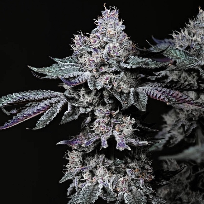 Ethos Genetics Nuggz R1 feminizovaná semena