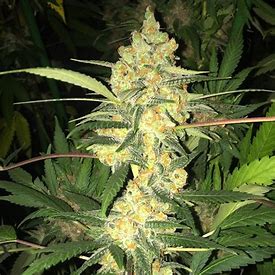 T.H. Seeds MK-Ultra Cake regulérní semena, 11 ks
