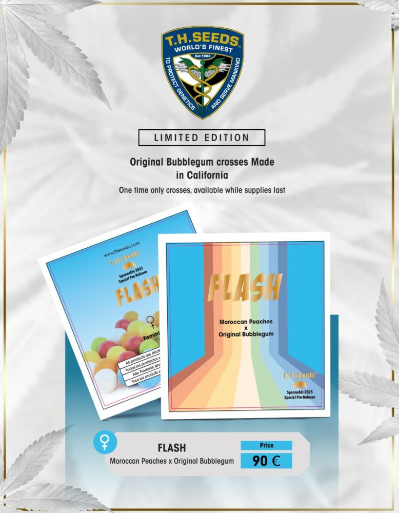 T.H. Seeds Flash feminizovaná semena, 7 ks