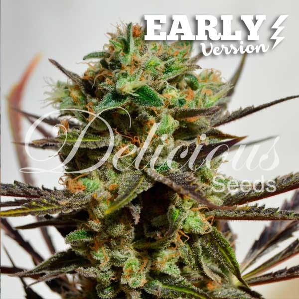 Delicious Seeds Delicious Candy Early Version feminizovaná semena