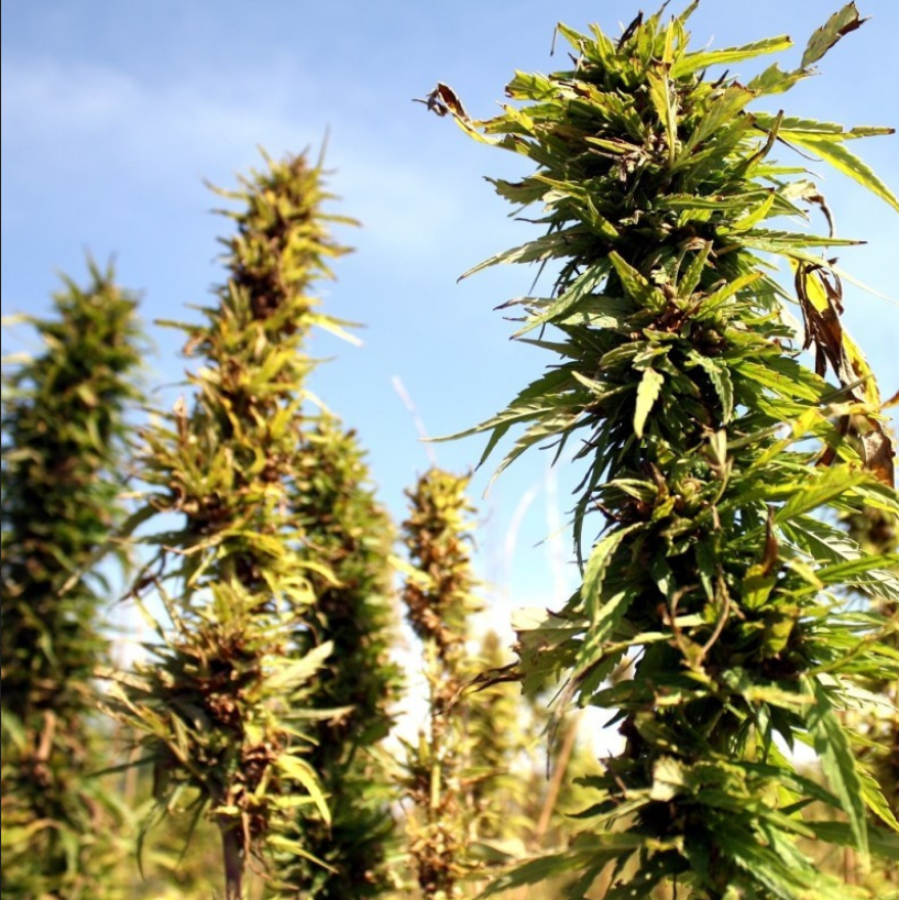 Fair Seeds Finola regulérní semena, 30 ks