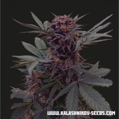 Kalashnikov Seeds Babushka Black Auto samonakvétací semena