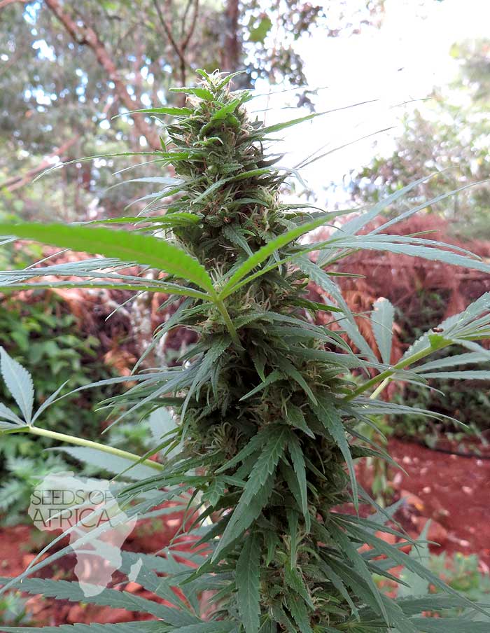 Seeds of Africa Swazi Gold semena