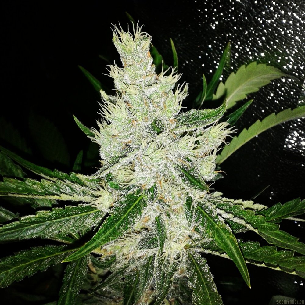 Black Jack Fast Version - feminizovaná semínka 3 ks Sweet Seeds