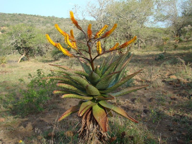 Levně Aloe spectabilis (Aloe spectabilis) - 6 semen