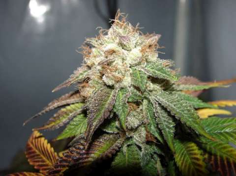 Cali Connection Pre98 Bubba BX2 feminizovaná semena