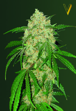 Victory Seeds Bubblegum + Pro feminizovaná semena