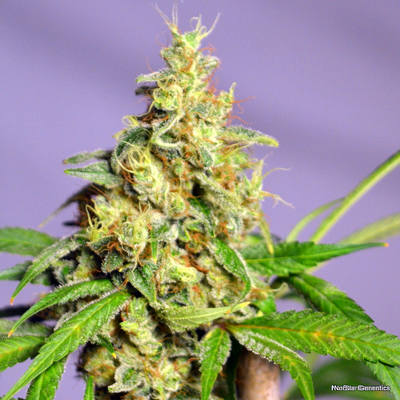 Norstar Genetics Panama Jack regulérní semena