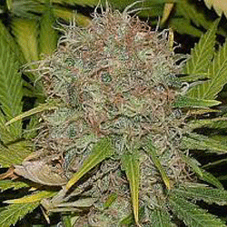 Sagarmatha Seeds AK-48 Auto feminizovaná semena