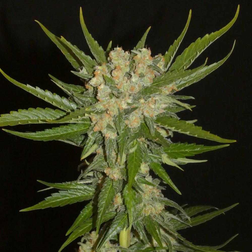 Khalifa Genetics Aladdin's Skunk regulérní semena