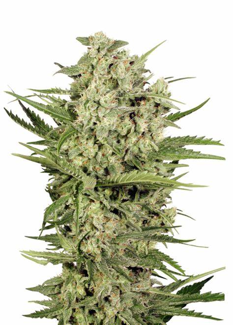 Seedstockers Cheese feminizovaná semena