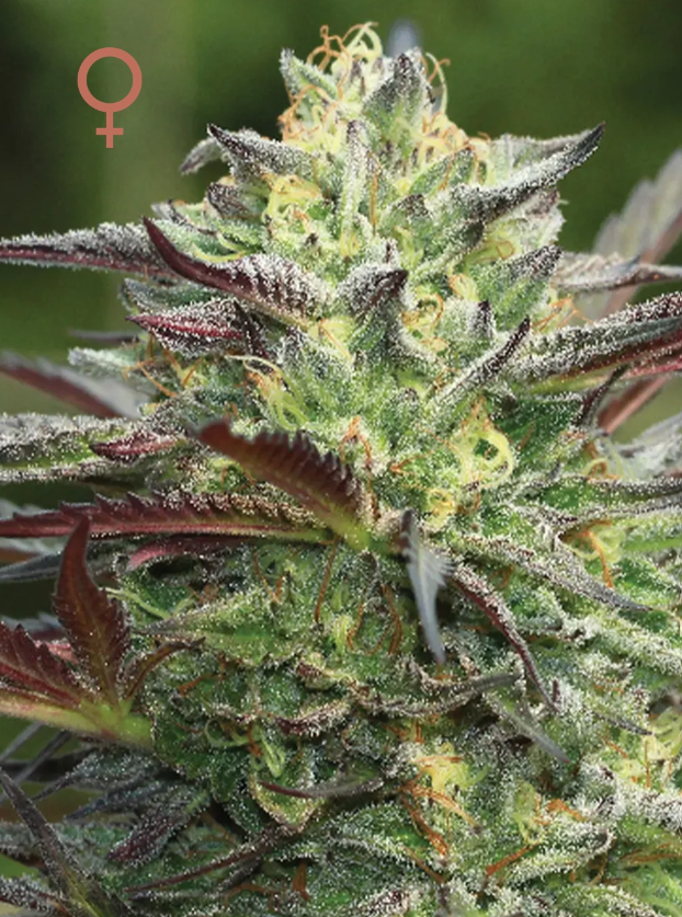 Humboldt Seed Company G.S. Cookies feminizovaná semena