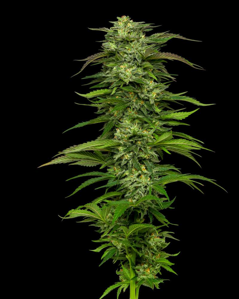 Humboldt Seed Company Dream Queen Auto samonakvétací feminizovaná semena