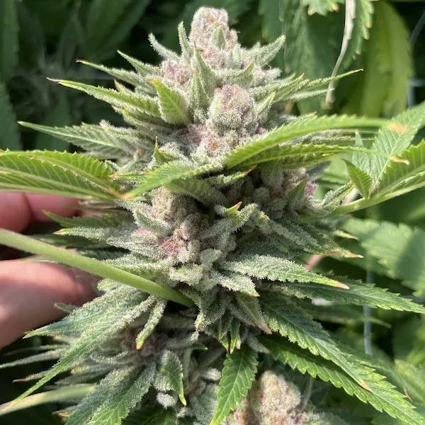 Big Mike's Genetics Durban Trop Cherries feminizovaná semena, 3 ks