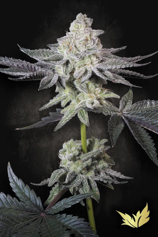 Paradise Seeds Emerald Envy Limited Edition feminizovaná semena